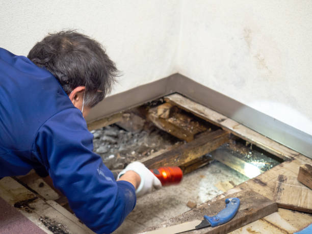 Best Mold Inspection  in Mountainhome, PA