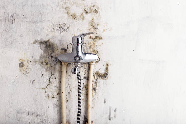 Best Home Mold Removal  in Mountainhome, PA