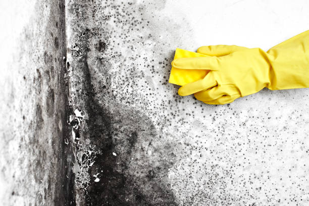 Best Emergency Mold Removal  in Mountainhome, PA