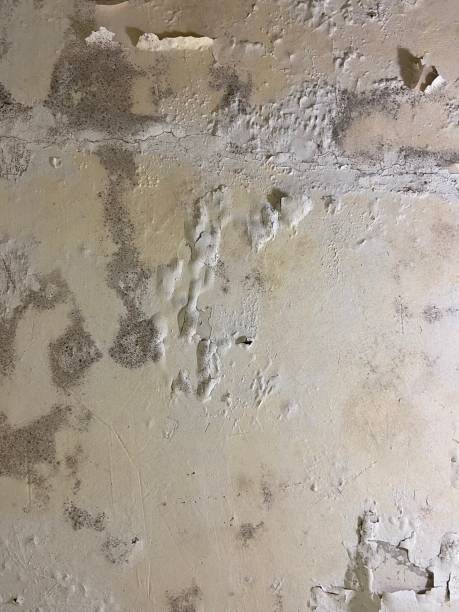 Best Office Mold Removal Services  in Mountainhome, PA