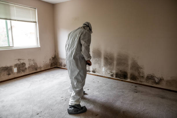 Reliable Mountainhome, PA Mold Removal Solutions