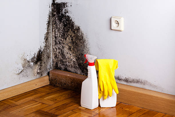 Certified Mold Removal in Mountainhome, PA