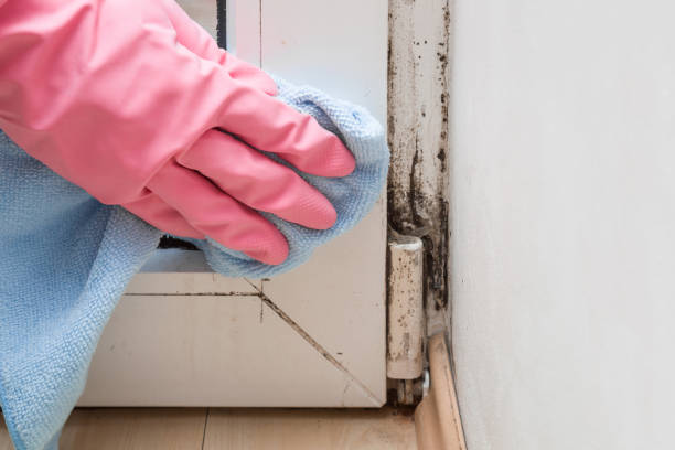 Best Mold Remediation  in Mountainhome, PA