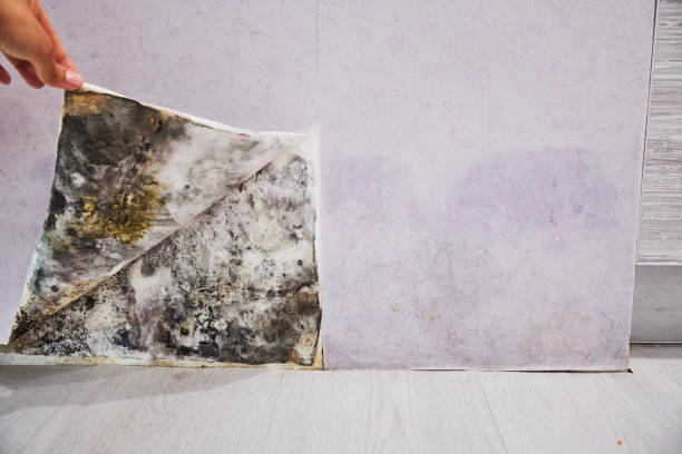  Mountainhome, PA Mold Removal Pros